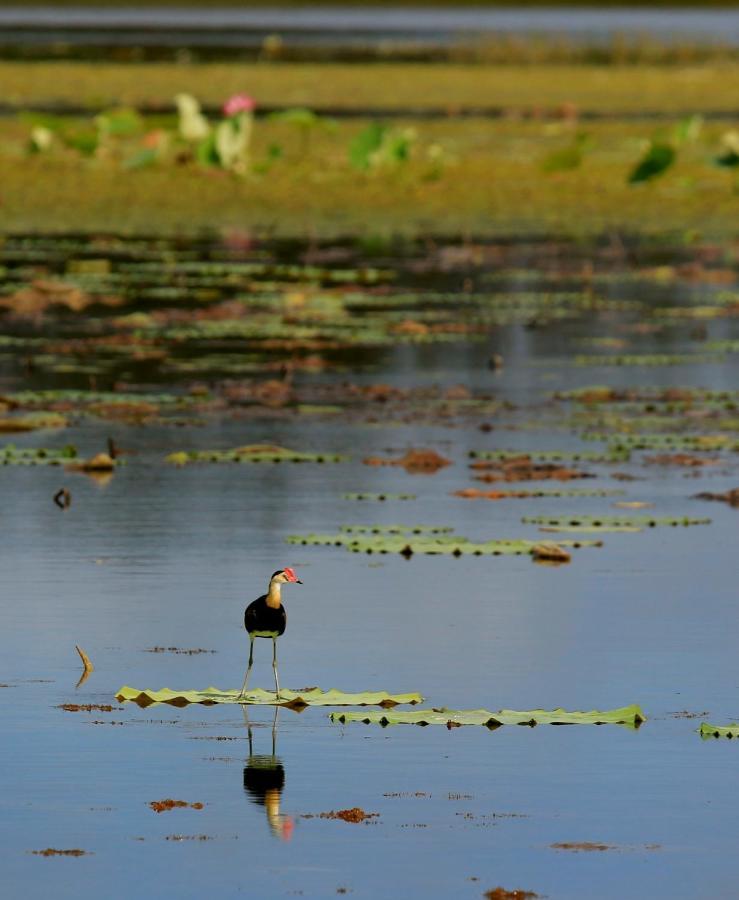 Wild Nature Lodge, Mareeba Wetlands Biboohra 외부 사진