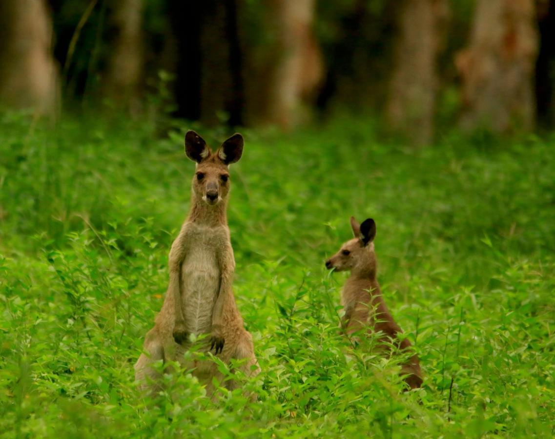 Wild Nature Lodge, Mareeba Wetlands Biboohra 외부 사진