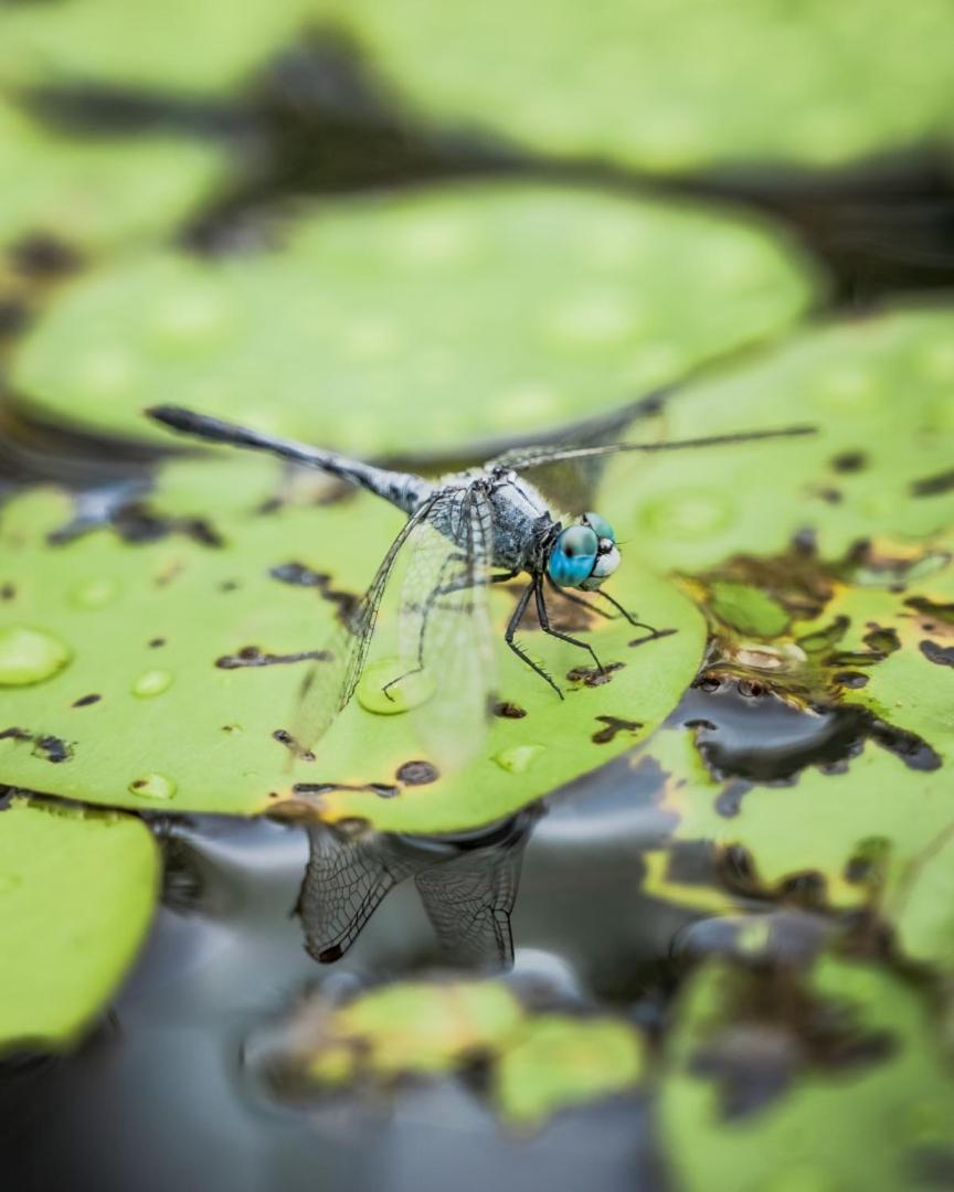 Wild Nature Lodge, Mareeba Wetlands Biboohra 외부 사진